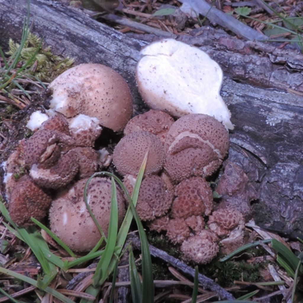 Piccolo lycoperdon